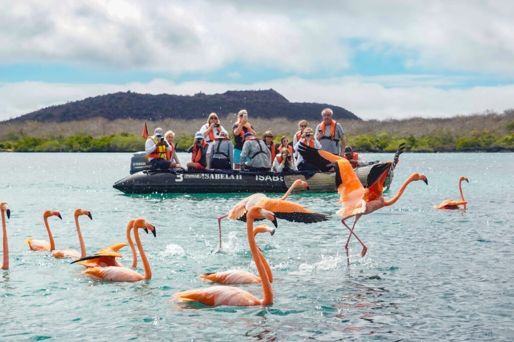 Experiencia Galápagos Mirador-Baronesa Floreana Caostal Exploration flamingo