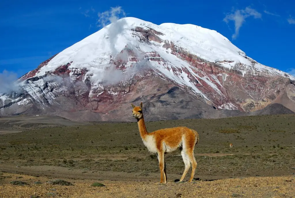 Chimborazo Volcano is known to have llamas roaming its slopes. 