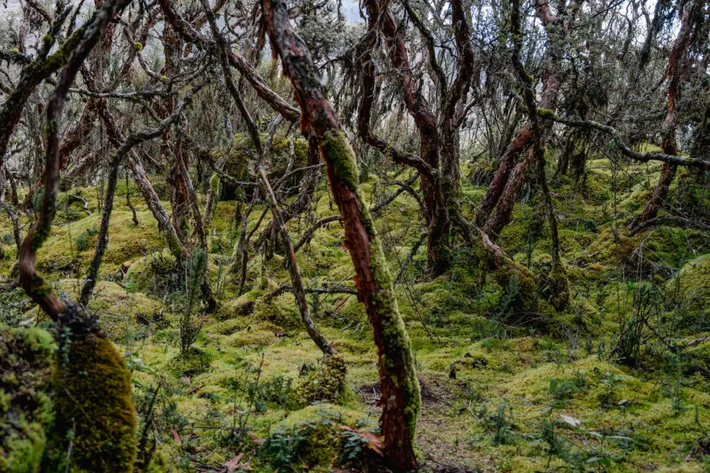 Polylepis trees are a must-see in Cajas National Park. 