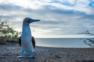 Piquero de patas azules
