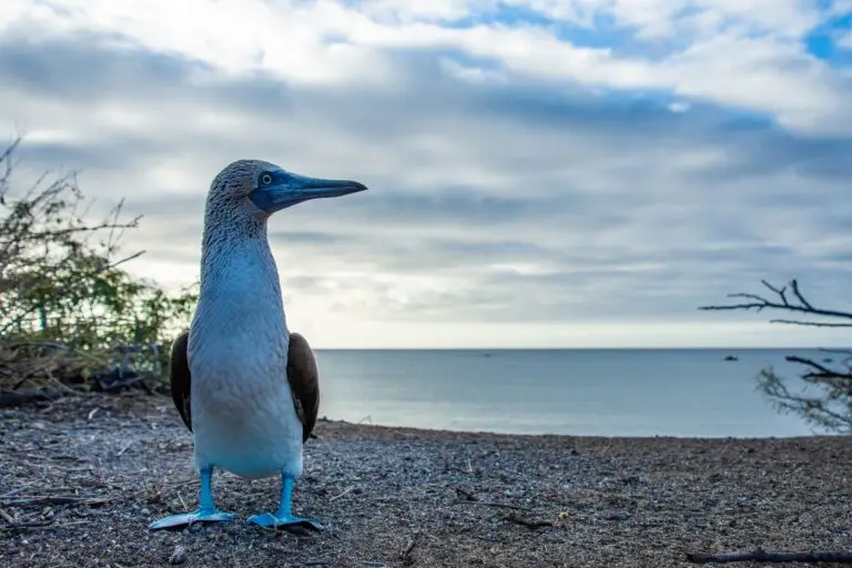 Piquero de patas azules