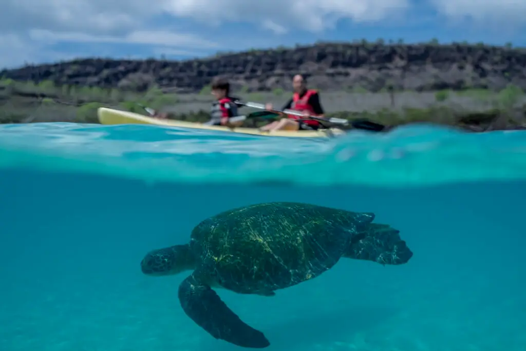 Galapagos safety: A Wildlife Haven