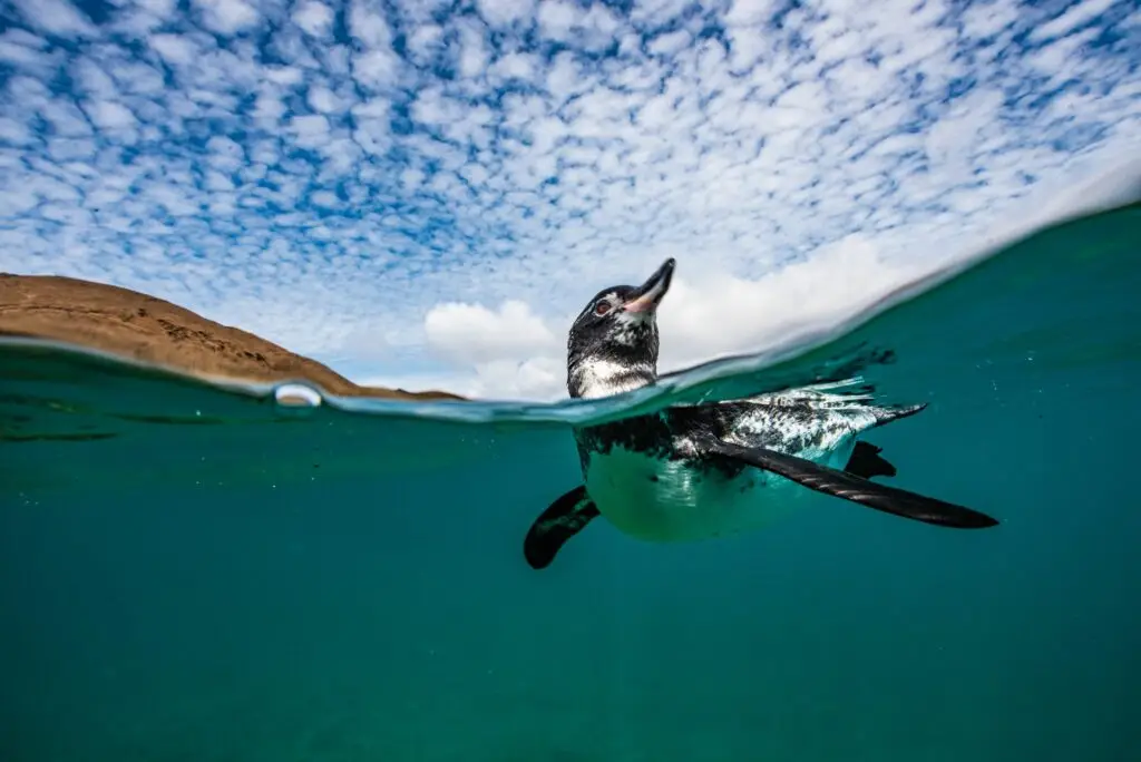 Galapagos Penguin. 