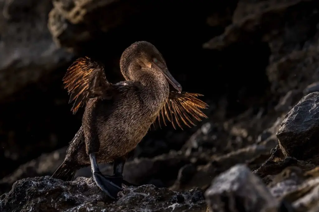 Flightless Cormorant. 