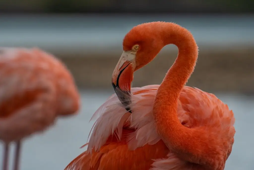 Galapagos Flamingo.