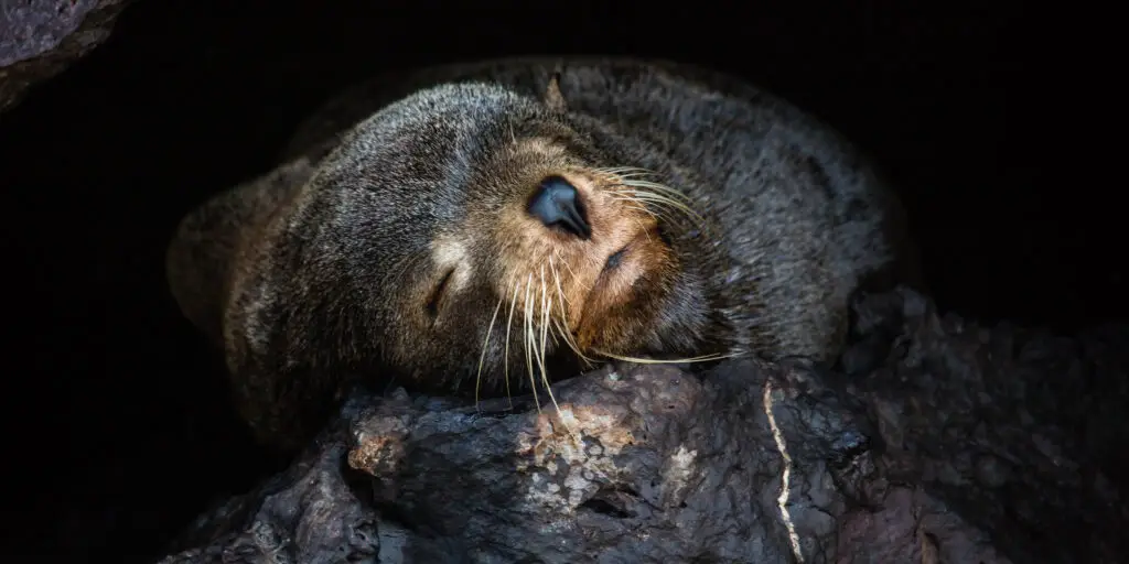 Galapagos Fur Seal.