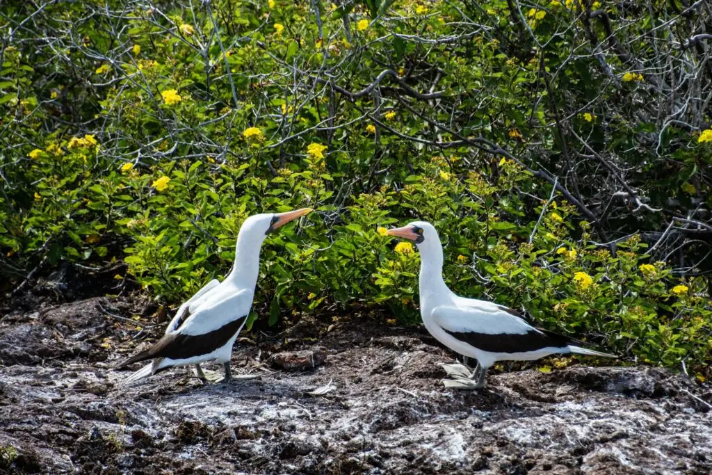 Galapagos Nazca Booby.