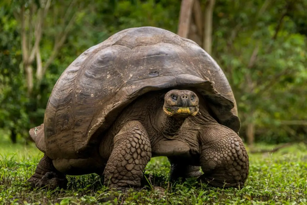 Galapagos Giant Tortoises.
