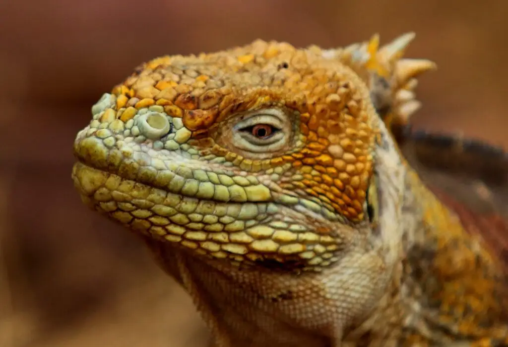 Galapagos land iguana. 