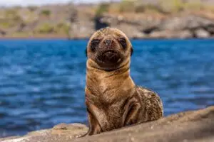 Galapagos islands animals