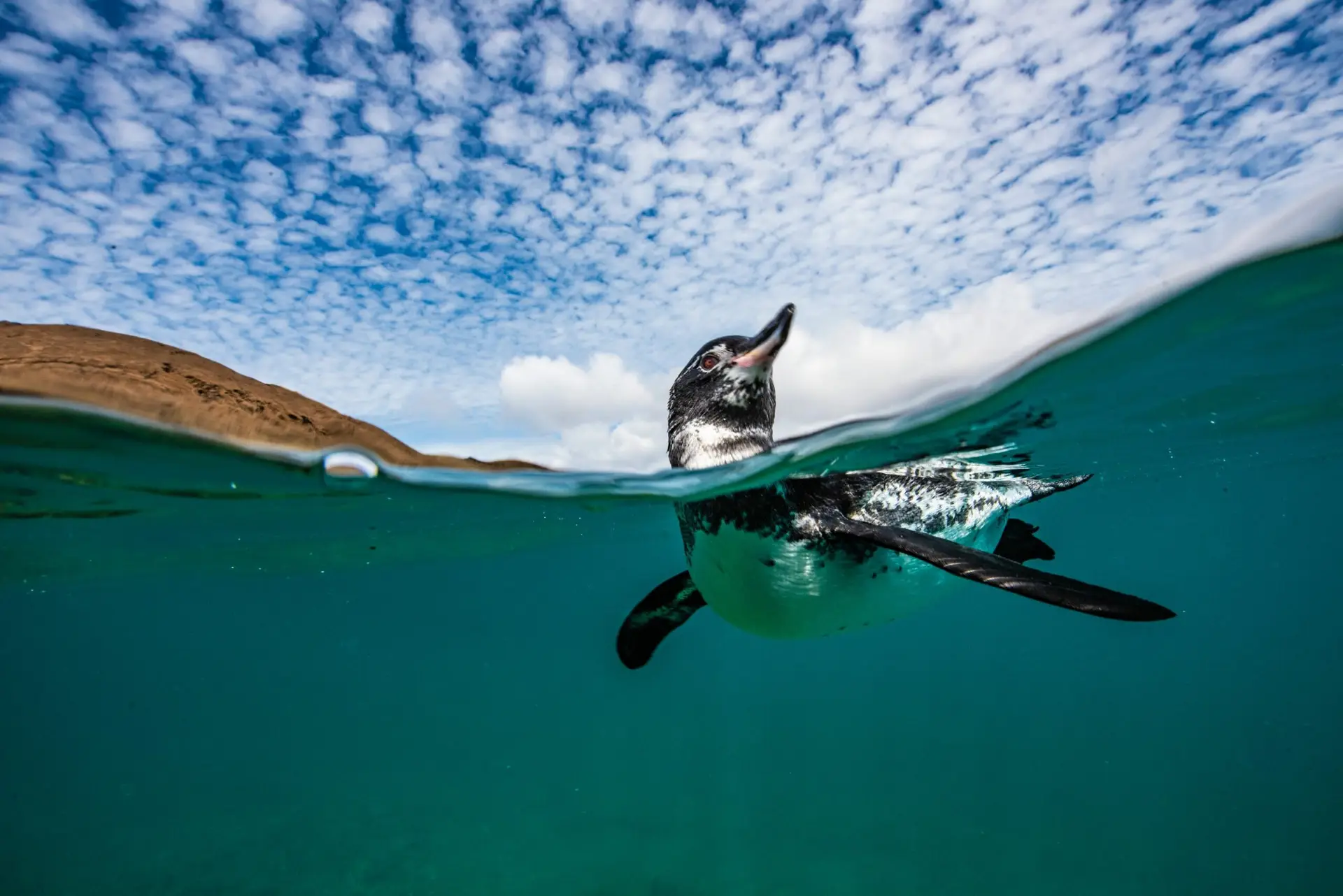 Pingüino de Galápagos