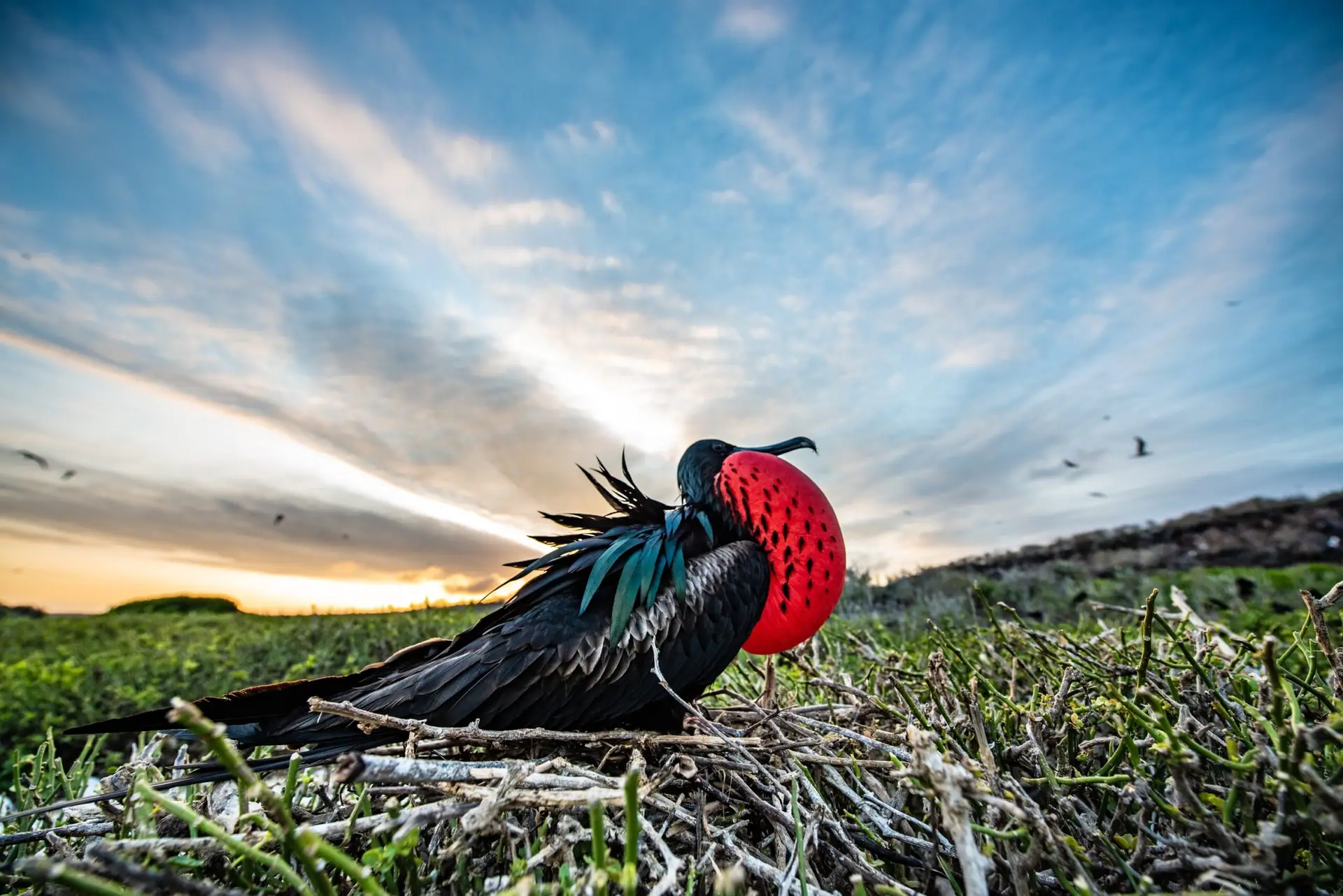 Galapagos Frigatebird